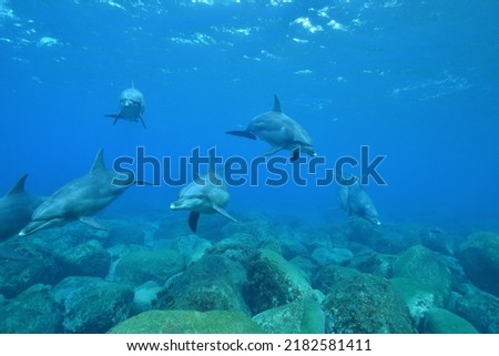 Deep in the ocean dolphins swim while sleeping