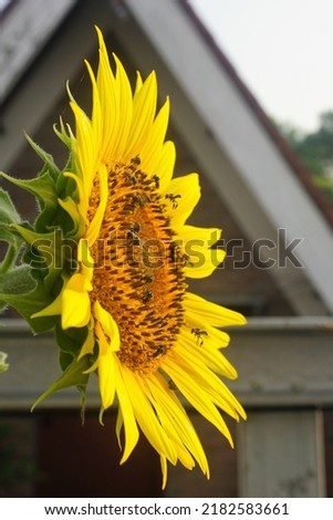 close up of yellow sunflower infested by small bees. this sunflower is grown hydroponically
