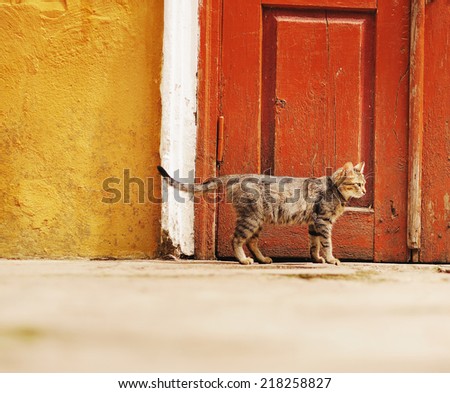 homeless cat against red door