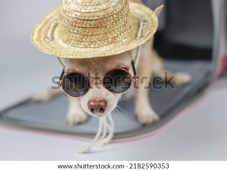 Portrait of brown chihuahua dog wearing sunglasses and straw hat  sitting in front of traveler pet carrier bag on white background, looking at camera, isolated. Safe travel with animals.
