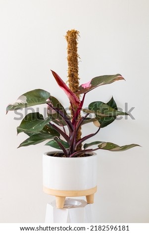 Philodendron Pink Princess (Philodendron Erubescens) planted in a ceramic pot decoration in the living room. Houseplant care concept. Indoor plants. Strangely beautiful spotted leaves. Royalty-Free Stock Photo #2182596181