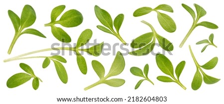 Microgreen leaves, young cress sprouts isolated on white background Royalty-Free Stock Photo #2182604803