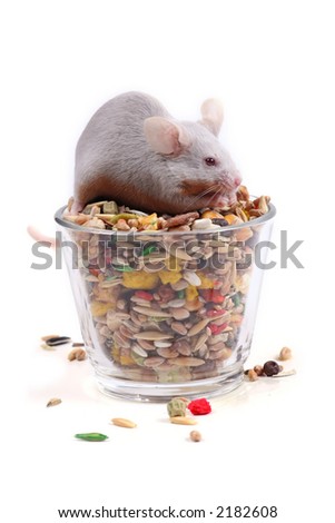 little fancy mouse eating grains