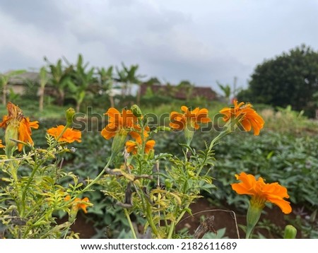 Beautiful flowers are orange with green stems. Bokeh background.