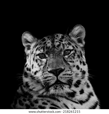Amur Leopard in Black and White