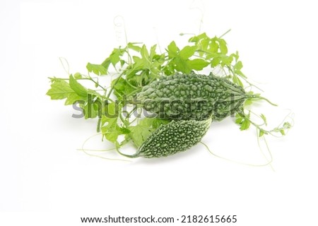 Bitter gourd or bitter melon with vine isolated on white background.