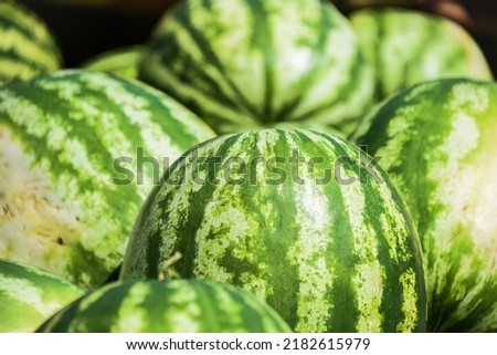 Harvest of watermelons in the Astrakhan region
