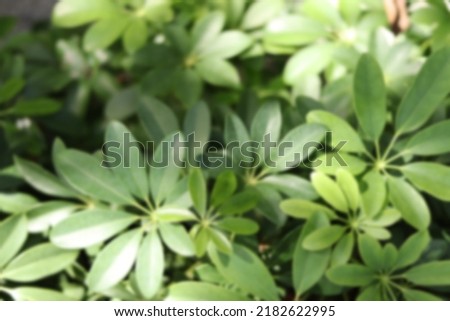 Blurred background image of a small ornamental tree in an outdoor garden.