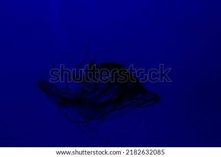Medusa Jellyfish Photos and Premium in aquarium. High quality photo