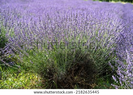 Beautiful image, blooming fragrant lavender flowers in the field. Blurred lavender flower background. Pannonhalma, Hungary