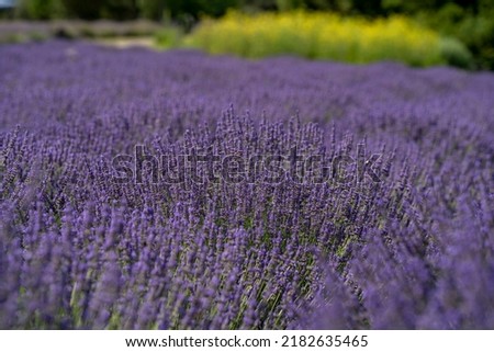 Beautiful image, blooming fragrant lavender flowers in the field. Blurred lavender flower background. Pannonhalma, Hungary