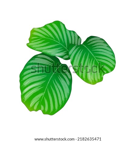 calathea orbifolia with a predominance of green and white. orbifolia is identical to its large leaves Royalty-Free Stock Photo #2182635471