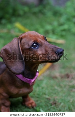 adorable brown dachshund puppy with pink collar happily playing with leaves, grass and stones