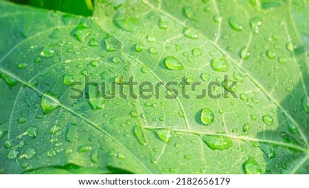 green leaf, leaf texture with water droplets on top