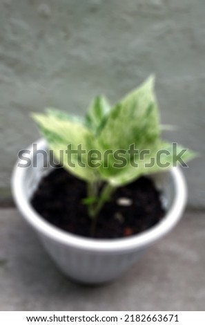 Blurred background portrait of ornamental plants in the home garden