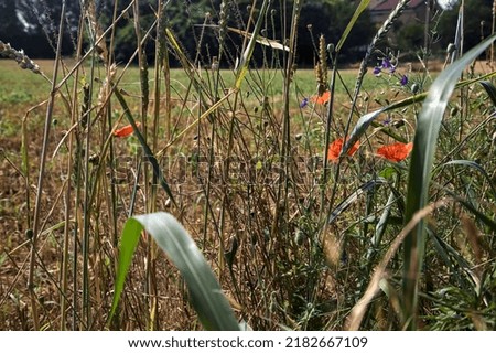 Mowed field with trees on it seen through plants and poppies by the edge of a path on a sunny day