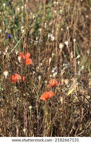 Poppies among wild herbs on a sunny day seen up close
