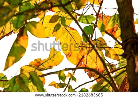 The autumn season leaf in nature