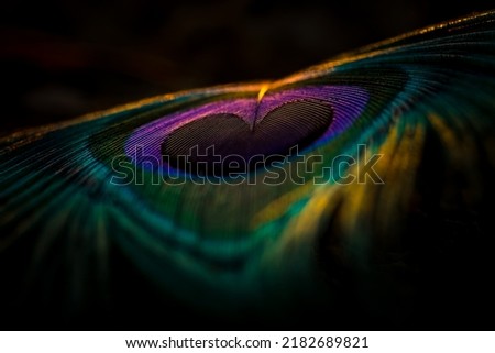 India, 8 March, 2021 : Peacock feather, Peafowl feather, Bird feather, Colorful feather, Background, Wallpaper, Closeup. Royalty-Free Stock Photo #2182689821