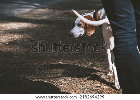 Little hunting dog on a walk with his owner - istrian shorthaired hound Royalty-Free Stock Photo #2182694299
