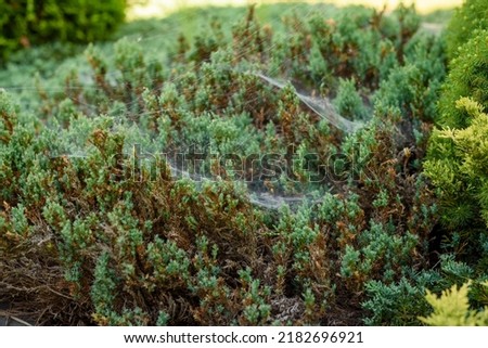 Close Up of Spider Webs on the Bush. picturesque spider web. Banner texture with space for text. The spider sits on a web on a green bush. Cobweb on bushes outdoors. beautiful view. Copy space.