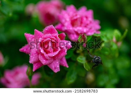 A selective focus shot of a pink blossom Damask rose with blurred garden in the background