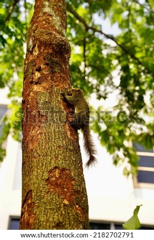 A vertical shot of a small squirrel running on a tree in a park in a blurred background