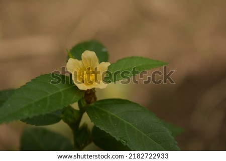 macro photo - selective focus yellow flowers with blur background