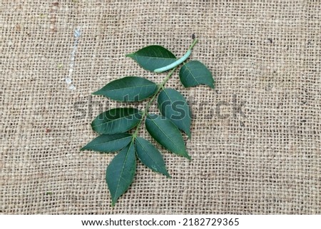 Neem leaves ayurvedic medicinal herbs for healthy and beauty treatment. Neem leaf with empty space.