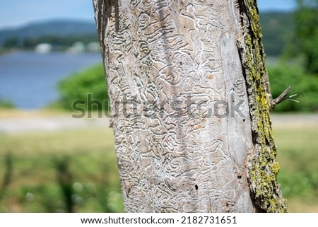 Tree with squiggle design eaten by bugs