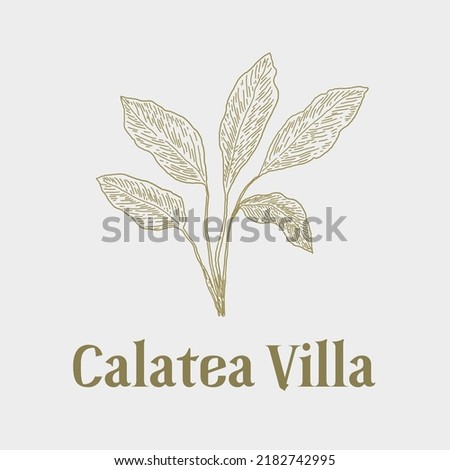 Calathea Logo For Aestethic and Natural Look