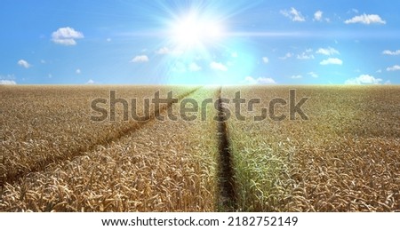 Wheat field grain harvest panorama landscape agriculture