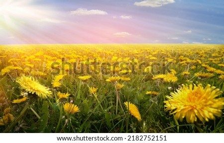 dandelion vintage panorama flowers sunset mood field