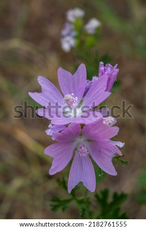Closeup view of isolated bright pink malva moschata aka musk mallow flowers blooming outdoors in summer against natural background
