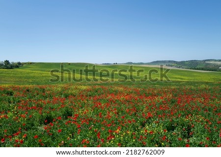 Orcia valley, Val d'Orcia, Tuscany, Italy,poppy bloom Royalty-Free Stock Photo #2182762009