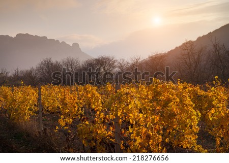 Autumn landscape. The gold foliage of a vineyard is shone in beams of a decline. On a background of mountains and the sky with clouds.