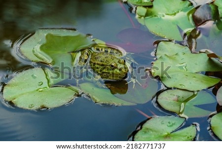 Green Frog Rana ridibunda (pelophylax ridibundus) sits on the water lily leaf in garden pond. Water lily leaves covered with raindrops. Natural habitat and nature concept for design Royalty-Free Stock Photo #2182771737