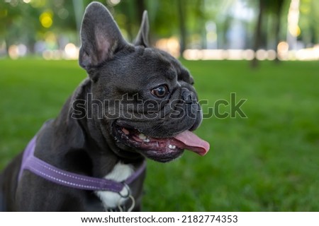 a close-up of the head of a french bulldog that sticks out its tongue and breathes heavily against the backdrop of a park where walks take place