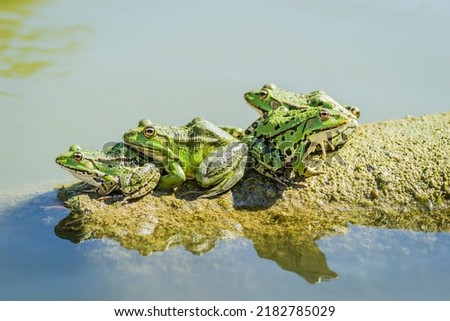 Green frogs sunbathe on a stone sticking out of the water of the lake.