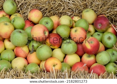 Soroca. Moldova. 09-23-2018. Picked apples
