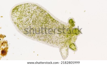 Hydra, a genus of invertebrate freshwater animals Royalty-Free Stock Photo #2182805999