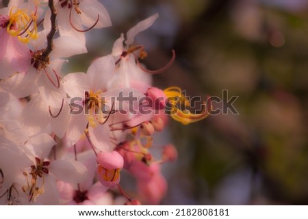 Soft focus and pastel filters of pink-colored flowers, Thai name "Kallapaphruek" that bloom in the morning sun It's a beautiful picture of nature.