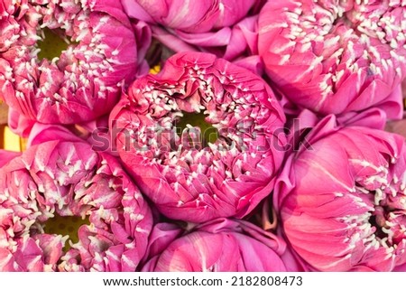 The top picture of the pink lotus flowers is arranged in groups. for a background image
