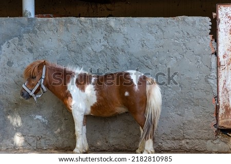 Close up brown and white pony in the barn of the zoo in Setif, Algeria. Royalty-Free Stock Photo #2182810985