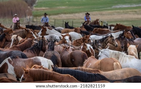 Beautiful herd of horses running  in the western united states