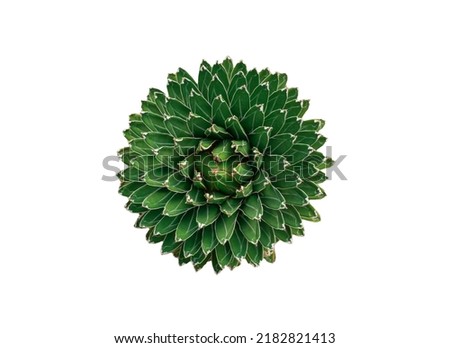 agave cactus isolated on white background with clipping path. top view green cactus.