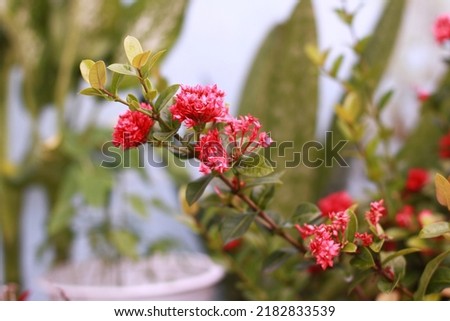 Scientific name Ixora chinensis Lamk. Closeup red flower.