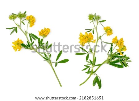 Yellow alfalfa flowers isolated on a white background, top view. Royalty-Free Stock Photo #2182851651
