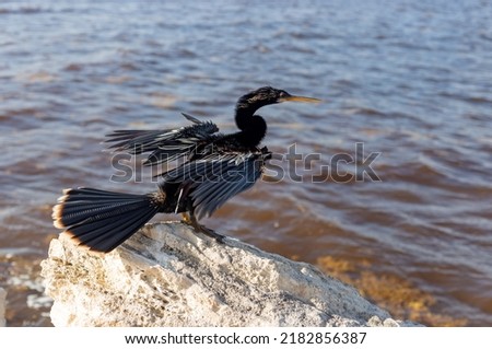 The double-crested cormorant on a stone in the ocean