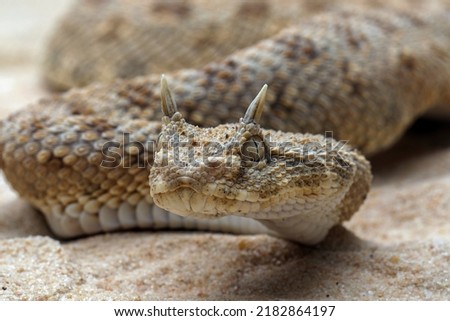 Cerastes cerastes commonly known as the Saharan Horned Viper or the Desert Horned Viper, is a venomous species of viper native to the deserts of northern Africa. Royalty-Free Stock Photo #2182864197